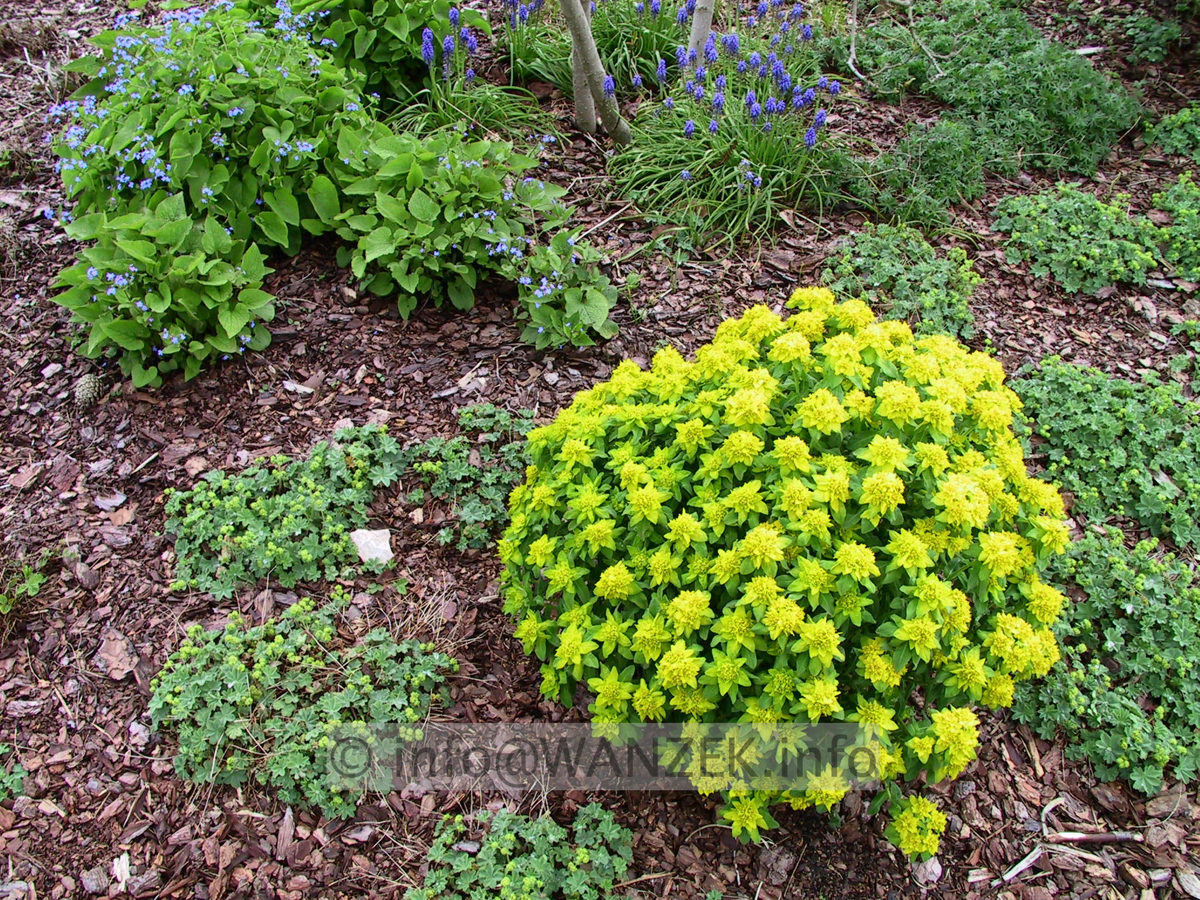 Euphorbia epithymoides (polychroma) 01.jpg